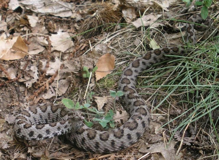 Andar per funghi/ Le vipere un rischio reale?